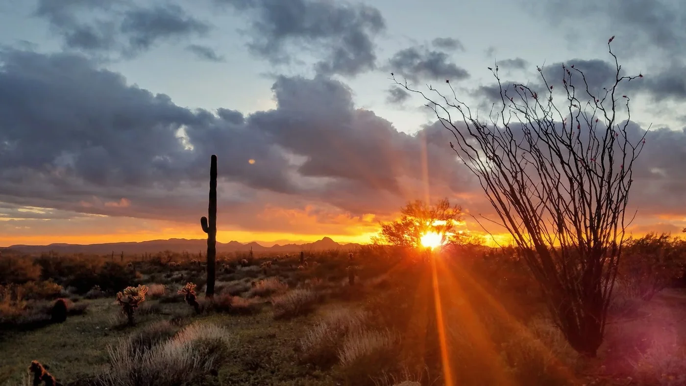 A desert sunset in Arizona with a saguaro cactus and an ocotillo against a cloudy sky