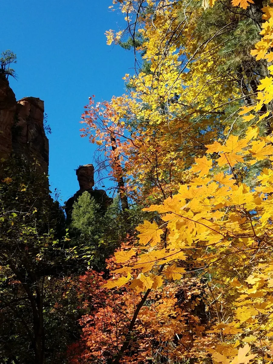 Bright yellow and orange maple leaves against a deep blue sky, with a red rock spire in the background on the West Fork Trail